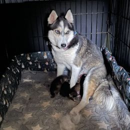 Pomsky Puppies from Stacy’s Playful Pomsky