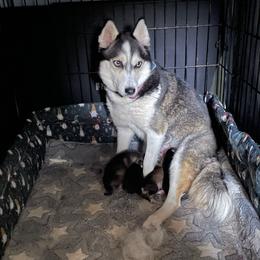 Pomsky Puppies from Stacy’s Playful Pomsky
