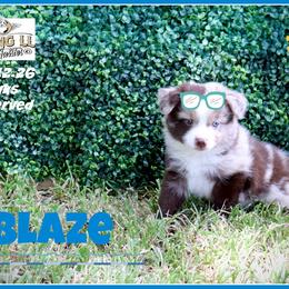 Blaze - Red merle male Miniature Australian Shepherd puppy in Madisonville, Texas from Flying LL Aussies