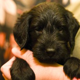 Labradoodle and Labrador Retriever Puppies from Carter Farm