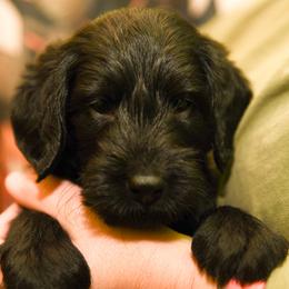 Labradoodle and Labrador Retriever Puppies from Carter Farm