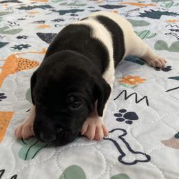 Cowboy - Black and white male German Shorthaired Pointer puppy in Hot Springs, Virginia from Thunder Mountain Gun Dogs