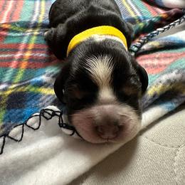 Angel - Black white and tan English Springer Spaniel puppy in Belton, South Carolina from High Point Springers
