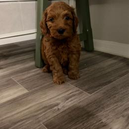 Nemo - Red male Cavapoo puppy in Fort Worth, Texas from Aloha Paradise Poodles LLC