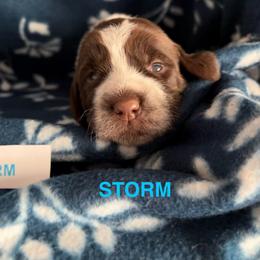 Storm - Brown and gray female Wirehaired Pointing Griffon puppy in Grangeville, Idaho from Happy Hollow Griffons