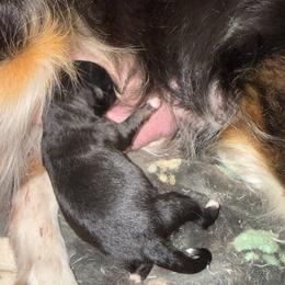 Puppy 1 - Black tri female Miniature Australian Shepherd puppy in South Central, Pennsylvania from Windy Hills Mini Aussies & Doodles
