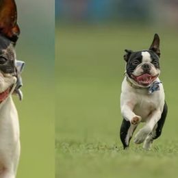 Basset Hounds from KP Kennels