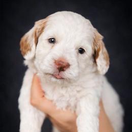 Four - Parti male Goldendoodle puppy in Phoenix, Arizona from Doodles of the Desert