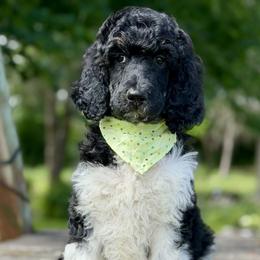 December - Parti male Poodle puppy in Lancaster, Minnesota from Richardville Hunde
