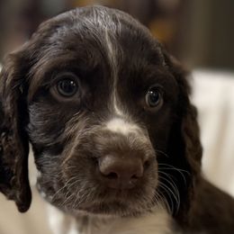 Huck - Liver white and roan male English Springer Spaniel puppy in Comer, Georgia from Stratton Spaniels