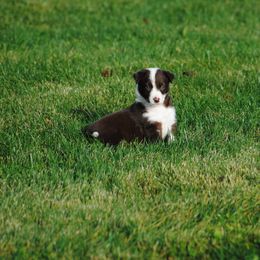 Border Collie Puppies from Graham Livestock
