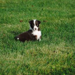 Border Collie Puppies from Graham Livestock