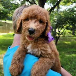 Pumpkin - Red female Bernedoodle puppy in Columbia, Missouri from Silver Creek Pups