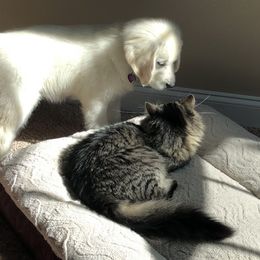 Golden Retriever Puppies from English Creamery Golden Retrievers