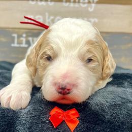 Red Male - Parti male Goldendoodle puppy in Great Falls, Montana from Montana Goldendoodles