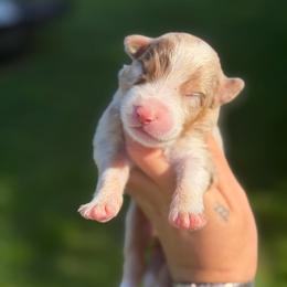 Mia AKC - Red merle female Australian Shepherd puppy in Polk City, Florida from Skaky Shepherds