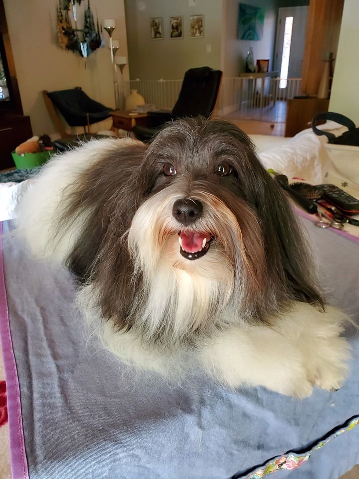 Columbia Cotons in Oregon Coton de Tulear puppies Good Dog