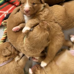 Nova Scotia Duck Tolling Retriever Puppies from Tallyho Tollers