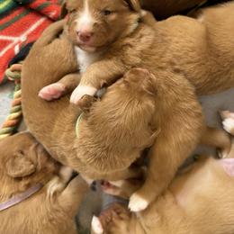 Nova Scotia Duck Tolling Retriever Puppies from Tallyho Tollers