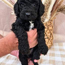 Driftwood - Black male Poodle puppy in Woodleaf, North Carolina from Circle T Ranch K9s