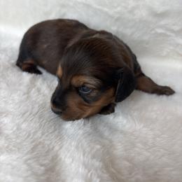 Ginger - Chocolate female Dachshund puppy in Humphreys, Missouri from Foster’s Dachshunds
