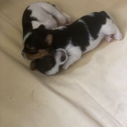 Biewer Terrier Puppies from Coastal Maine Biewer Terriers