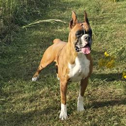 Reign - Boxer