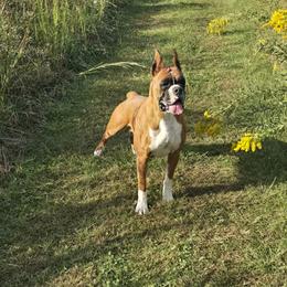 Reign - Boxer