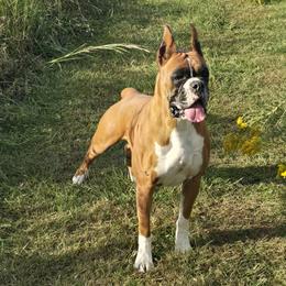 Reign - Boxer