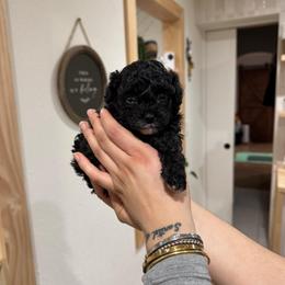 Noir - Black male Poodle puppy in Pasorobles, California from MASION D'AVC