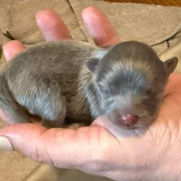 Indie - Blue female Pomeranian puppy in El Sobrante, California from Little Lovers Kennels, LLC