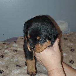 Rottweiler Puppies from vom Helligkeit