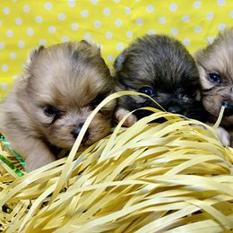 Pomeranian Puppies from BD Poms