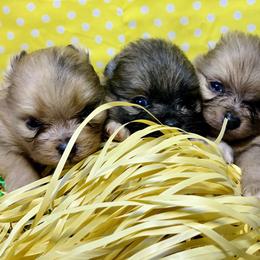 Pomeranian Puppies from BD Poms