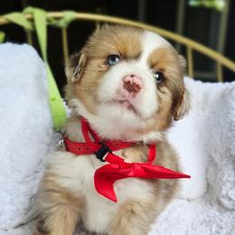 Please read description - Red merle female Miniature American Shepherd puppy in Georgetown, California from Foothill Aussies
