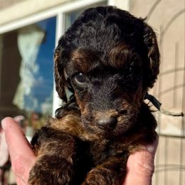 Otter - light blue collar - Phantom male Poodle puppy in Peyton, Colorado from Fuzzybottoms Ranch LLC