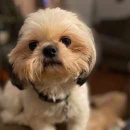 Beastie - Shih Tzu