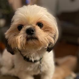 Beastie - Shih Tzu