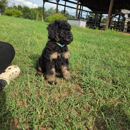 Macadamia - Black tri-color male Aussiedoodle puppy in Lithia, Florida from Waterford Doodle Farm