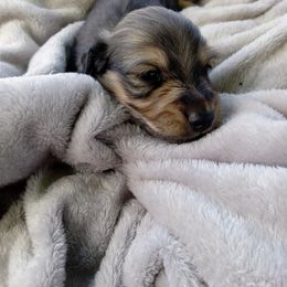 Dachshund Puppies from Leroux Creek Cream Dachshunds