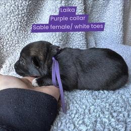 Laika - Sable female German Shepherd puppy in New Cambria, Missouri from Des Hausraben Shepherds