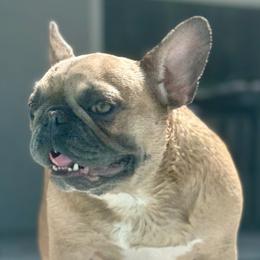 French Bulldogs from Shoreline Bulldogs