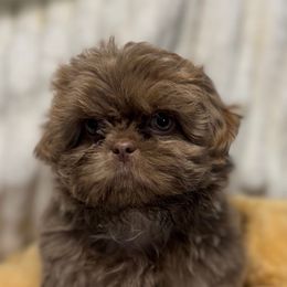 Ash - Black gold and white Shih Tzu puppy in Covington, Georgia from Top Hats 2  Shih Tzu’s