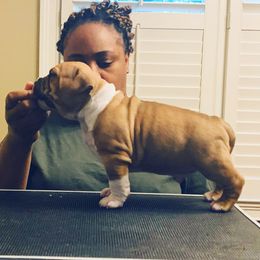 American Staffordshire Terrier Puppies from America's Best