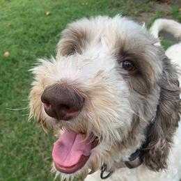Charlie - Sheepadoodle