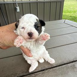 Bandit - Parti male Maltipoo puppy in Oakland, Kentucky from Imperial Dogs