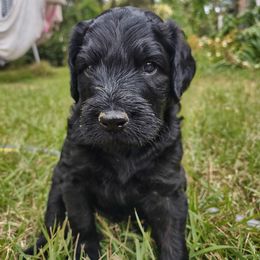 Goldendoodle Puppies from Bee At Ease Farm & Kennel