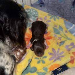 Chip - Piebald male Dachshund puppy in Erie, Michigan from Champagne’s Grinch Toe’d Dachshunds