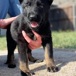 Boy 7 - Bi-color German Shepherd puppy in Wilmer, Texas from Babin K9