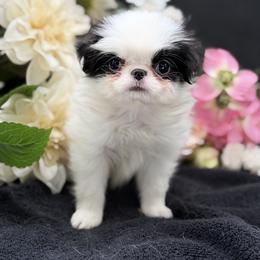 Boy 1 - Black and white male Japanese Chin puppy in Clark County, Nevada from My Pride Poodles & Japanese Chins